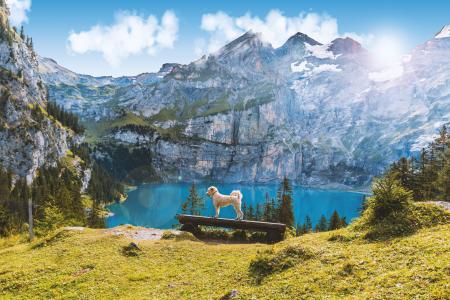湖 oeschinen, 瑞士, 山脉, 景观, 夏季, 自然, 因特拉肯