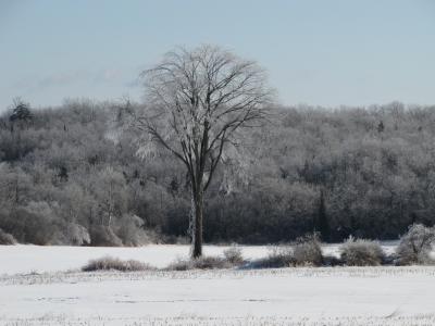 树, 榆树, 雪, 字段, 天空, 冰