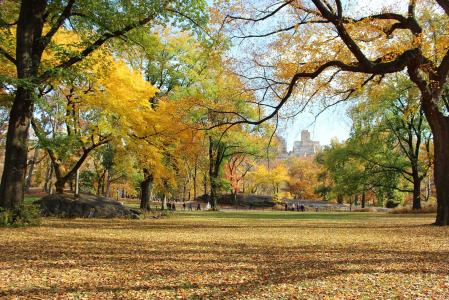 树木, 中央公园, 曼哈顿, 纽约, 秋天, 美, 公园