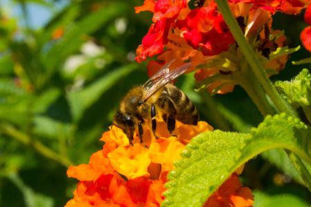 蜜蜂, 开花, 绽放, 花, 自然, 夏季, 撒上