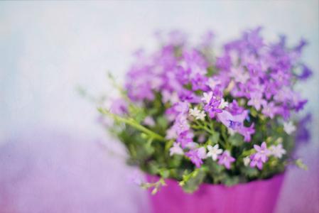 紫色的花, 春天, 花束, 紫色, 自然, 花香, 植物
