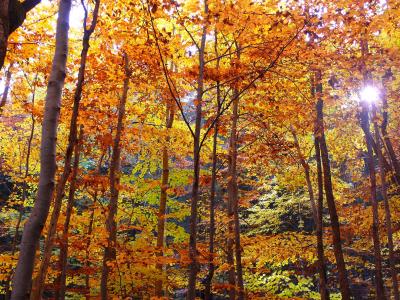 秋天, 森林, 秋天的树林, 树木, 叶子, 新光, 自然