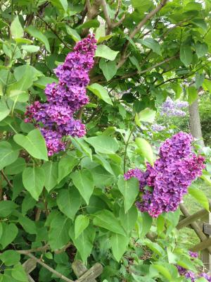丁香, 紫色, 丁香, 一种观赏灌木, 紫罗兰色, 春天, 花