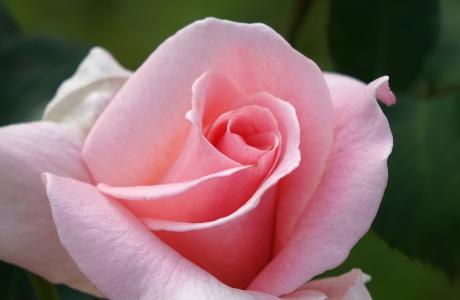 野蔷薇, 上升, 粉色