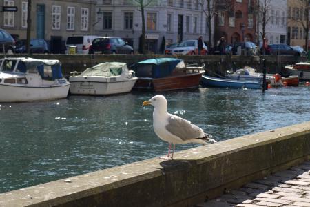 海鸥, 鸟, 动物, 哥本哈根