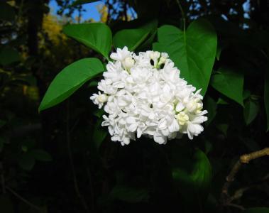 丁香, 花, 白色, 一种观赏灌木, 普通丁香, 花, 布什