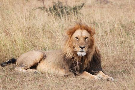 狮子, 野生动物园, 非洲, 野生, 野生动物, 动物, 自然