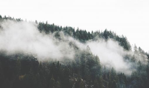 雾, 森林, 山, 自然, 松树, 树木, 没有人