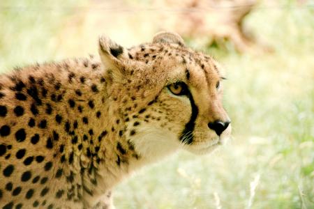 猎豹, 非洲, 肯尼亚, 野生动物园, 自然, 假日, 国家公园