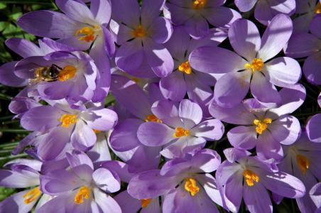 番红花, 紫色, 春天, 开花, 绽放, 春天的花朵, 蜜蜂