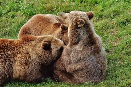 欧洲棕熊, 金银花, 年轻的动物, 大坝, 野生动物, 熊, 危险