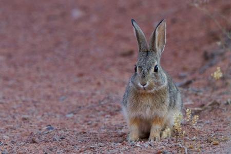 沙漠皮特, 兔子, 小兔子, 野兔, 野生动物, 自然, 可爱
