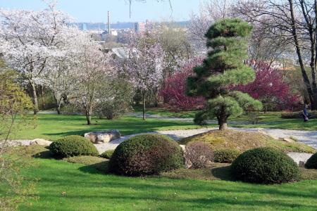 日本花园, 开花, 春天, 植物区系