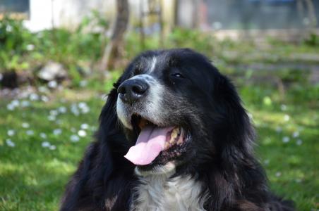 伯恩山地犬, 狗, 黑色和白色, hundeportrait, 放松