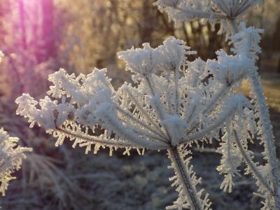弗罗斯特, 白色, 冰冷, 晶体的形成, 寒冷, 冻结, 自然