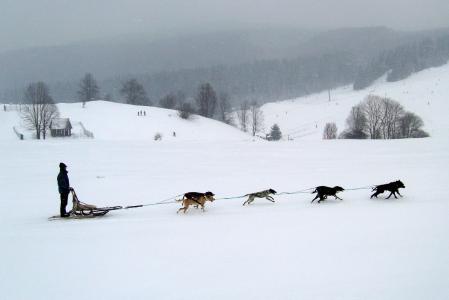 斯洛伐克, donovaly, 冬天, 雪, 狗, 狗, 雪橇