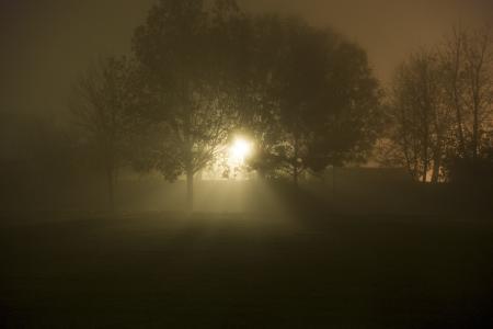 晚上, 雾, 神秘, 树, 光芒, 宁静, 自然