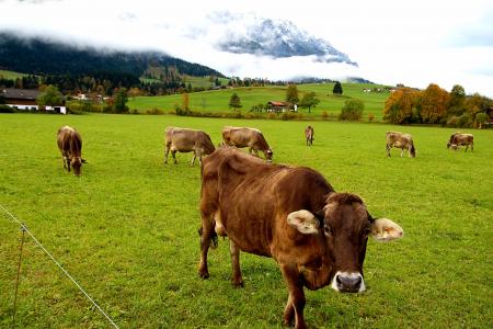 母牛, 蒂罗尔, alm, 奥地利, 自然, 农业