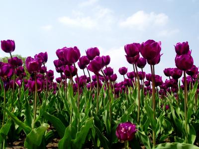 郁金香, 郁金香地, 自然, 花, 春天, 紫罗兰色, 花园