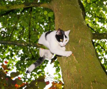 猫, 树, 爬上, 年轻的猫, 宠物, 自然, 树上的猫