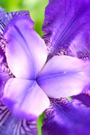花, macrophoto, 宏观, 花, 自然, 植物, 紫色
