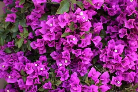 簕杜鹃, 花, 紫色, 紫罗兰色, 粉色, 开花, 植物