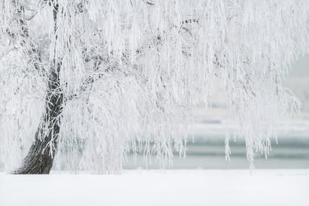冬天, 树, 雪, 景观, 感冒, 12 月, 圣诞节