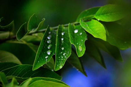 叶子, 绿色, 植物, 湿法, 水滴, 叶, 绿色的颜色
