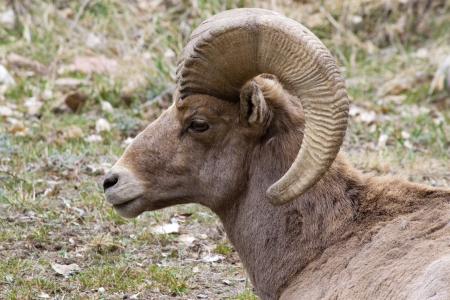 大角羊, 科罗拉多州, 动物, 野生动物, 羊, 比格霍恩