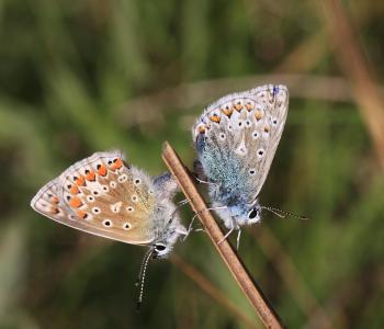 常见的蓝色, polyommatus 伊卡洛斯, 蝴蝶交配, 威斯米斯, 爱尔兰, 自然爱尔兰