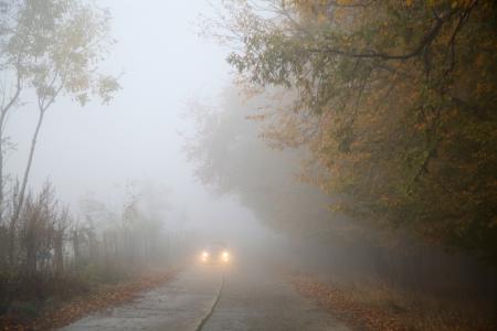 雾, 秋天, 汽车, 雾, 有雾, 森林, 自然