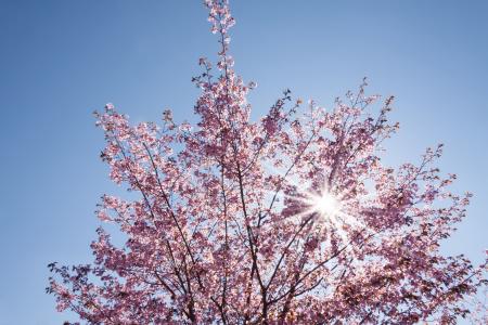 春天, 樱花, 日本的樱花树, 太阳, 开花, 绽放, 天空