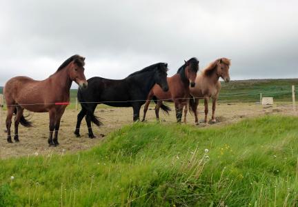 马, 景观, 自然, 冰岛