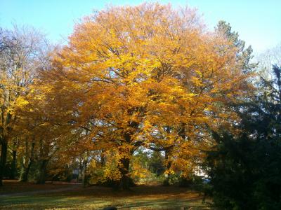 树, 秋天, 颜色, 光, 叶子, 落叶的秋天, 秋天的树林