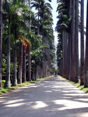 路径, 树木, 自然, 植物园, 在里约热内卢, 森林