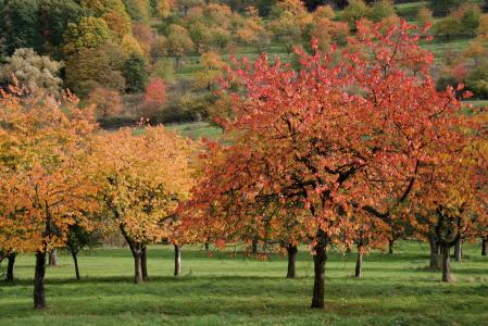 秋天, 樱桃树, 秋天的落叶, 自然, 秋天的色彩, 五颜六色的树叶, 落叶的秋天