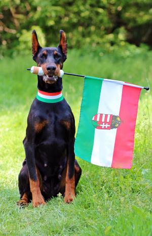匈牙利国旗, 杜宾, 风扇, 坐, 狗
