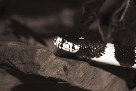 加利福尼亚 getula, 链条闲谈, 蛇, 蛇王, lampropeltis getula californiae, 黑色和白色, 条带状