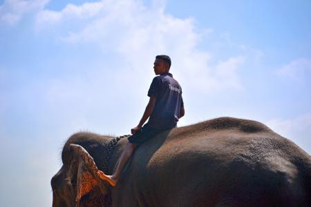 大象骑, 骑大象, 教练, 驯象师, 圆环大师, 斯里兰卡, pinnawala