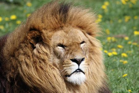 狮子, 鬃毛, 动物, 野生动物, 捕食者, 非洲, 头