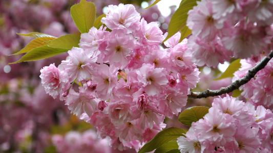 日本樱桃, 春天, 开花的树