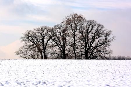 冬天, 树木, 格罗夫的树, 雪, 自然, 心情, 浪漫