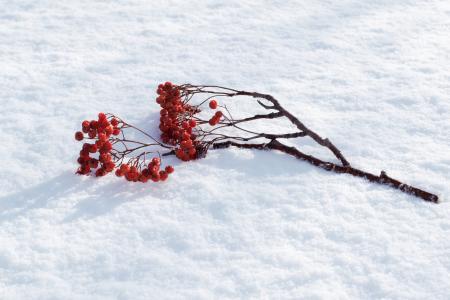 罗文, 雪, 冬天, 分公司, 自然, 树, 赛季