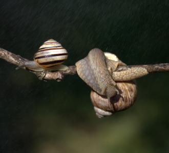 蜗牛, 凯西, 钩, 雨, 壳, 喇叭