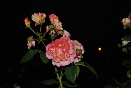 花, 玫瑰, 夏季