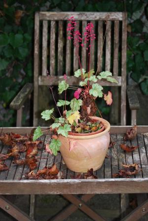 珊瑚的钟声, 秋天的心情, 静物, 花园椅, 叶着色, 壶, 植物
