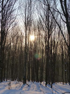雪, 树木, 森林, 冬天, 阴影, 树, 自然