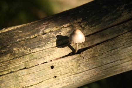 秋天, 蘑菇, 木树桩, 森林, 自然