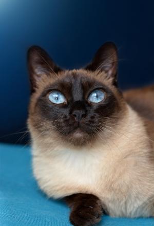猫, 暹罗猫, 蓝色的眼睛, 宠物, 品种的猫, 暹罗猫, 暹罗