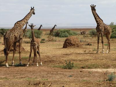 长颈鹿, 宝贝, 坦桑尼亚